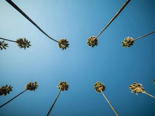 Designing Outdoor Spaces with Palm Trees